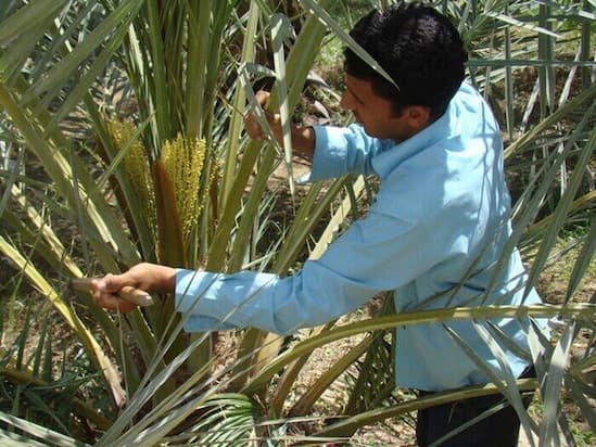 تصویر 5 از خرید و قیمت انواع دستگاه گرده افشانی نخل